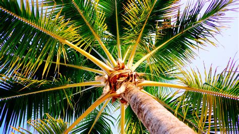 4k Palm Tree Wallpaper 4k Wallpaper Images