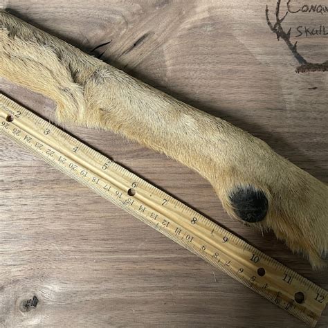 Deer Legs Etsy