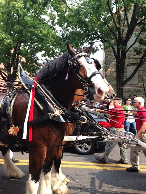 Budweiser Clydesdale Horses | Clydesdale horses budweiser, Clydesdale ...