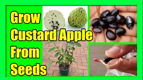 How To Grow Custard Apple From Seed Growing Sugar Apple From Seeds At