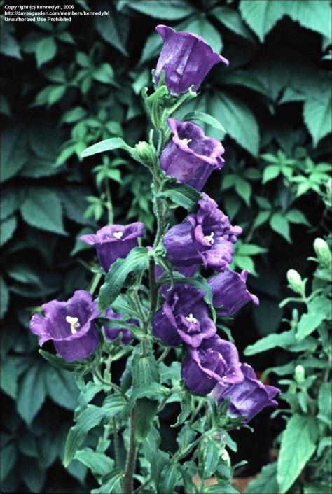 Plantfiles Pictures Campanula Species Bellflower Canterbury Bells