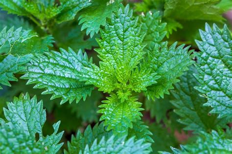 En La Naturaleza Crece La Ortiga Urtica Urens Foto Premium