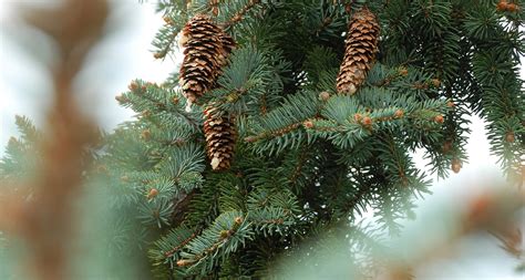 Maine State Flower - The White Pine Cone - ProFlowers Blog