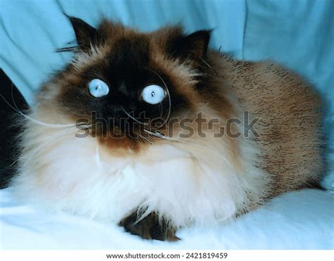 Colourpoint Blue Point Persian Cat Over Royalty Free Licensable