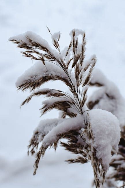 Close-up Photo of Hoarfrost on Plants · Free Stock Photo