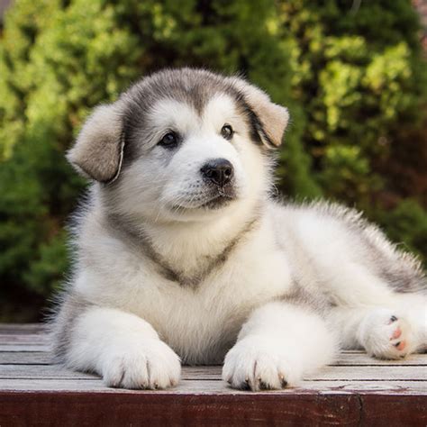 #1 | Alaskan Malamute Puppies For Sale By Uptown Puppies