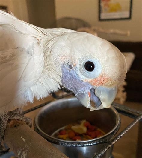 Month Old Goffins Cockatoo Papageien Kaufen