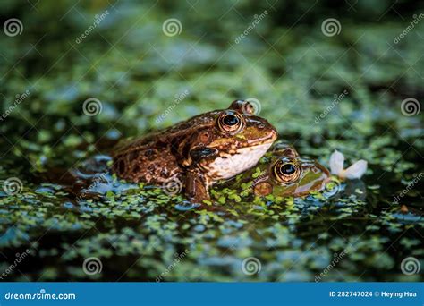 Frog In Water Pool Frog Swimming Pelophylax Lessonae European Frog