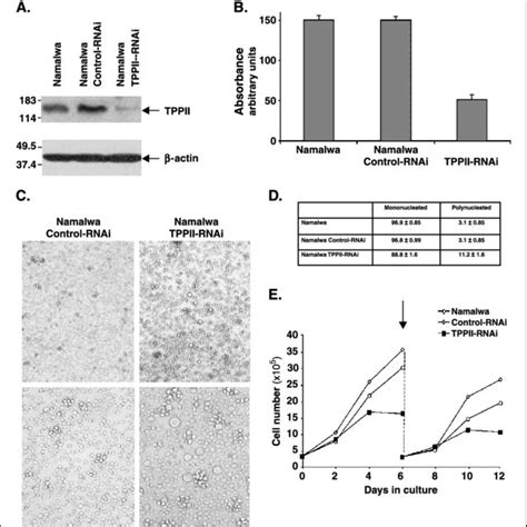 Tpp Ii Knockdown Is Accompanied By Growth Retardation And Accumulation