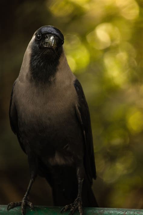 Indian Crow House Crow Facts Size Diet And Breeding Biology2minutes