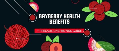 Bayberry Health Benefits And Precautions Stethostalk