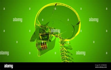 human teeth molars anatomy  illustration  medical concept stock