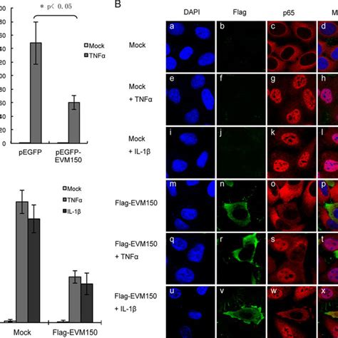 Evm Inhibits Nf B P Nuclear Translocation Specifically Rather