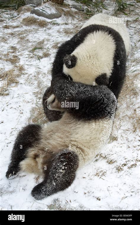 Panda Cubs In Snow