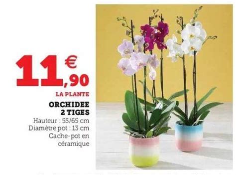 Promo Orchid E Tiges Chez Hyper U Icatalogue Fr