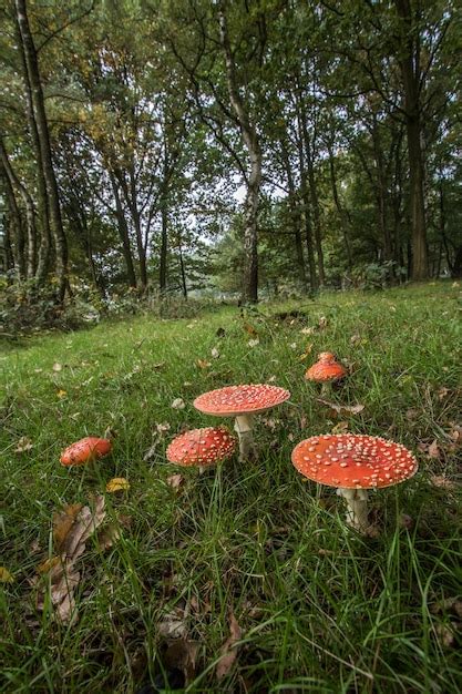 Hongo amanita agárico de mosca amanita muscaria Foto Premium