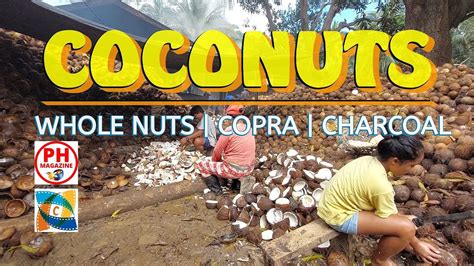 Coconuts Whole Nuts Copra Charcoal Youtube