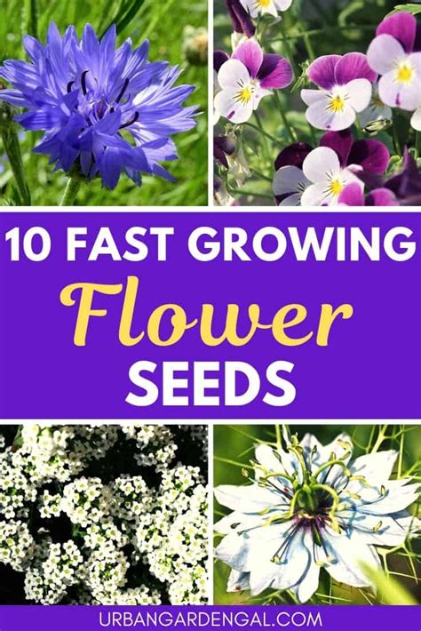 10 Fast Growing Flower Seeds – Urban Garden Gal