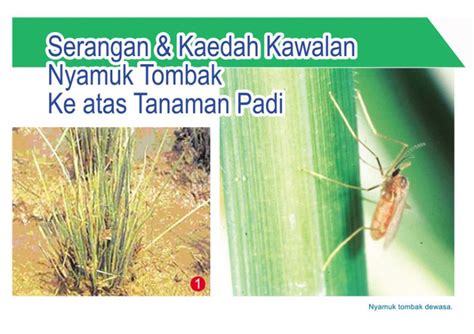 Serangan Kaedah Kawalan Nyamuk Tombak Ke Atas Tanaman Padi Info