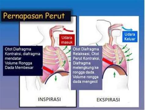 Mekanisme Pernapasan Pada Manusia Sistem Pernafasan Pada Manusia