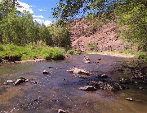 Update On The Removal Of Feral Cattle In The Gila Wilderness New