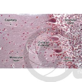 Mammal Cerebellum Sagittal Section 125X Cerebellum Mammals