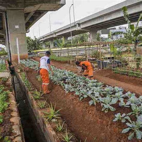 Pertanian Perkotaan Mengubah Ruang Terbatas Menjadi Kebun Hijau Yang