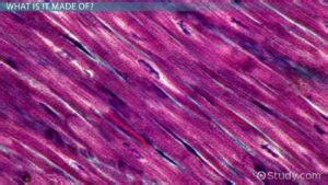 Dense Regular Connective Tissue Biology Simple