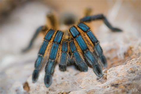 Harpactira Pulchripes 01 Harpactira Pulchripes Adult Flickr