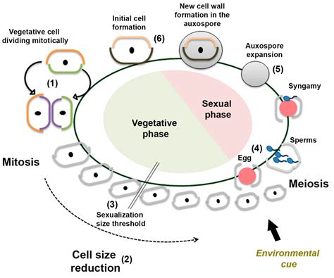 Genes Free Full Text Exploring Molecular Signs Of Sex In The Marine Diatom Skeletonema Marinoi