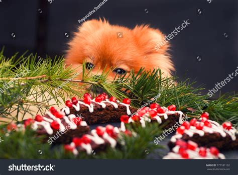 493 Brownie The Dog Images Stock Photos And Vectors Shutterstock