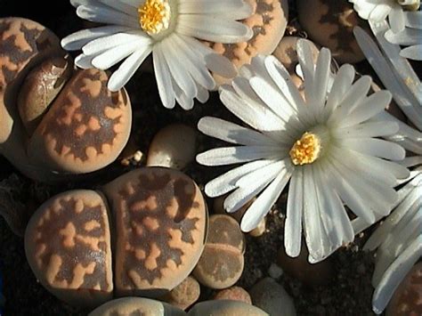 Lithops Karasmontana Caracter Sticas Cultivo Y Cuidados Plantas