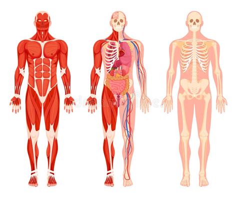 órgãos Internos Do Corpo Humano Anatomia Vetor Muscular Plano Nervosa E