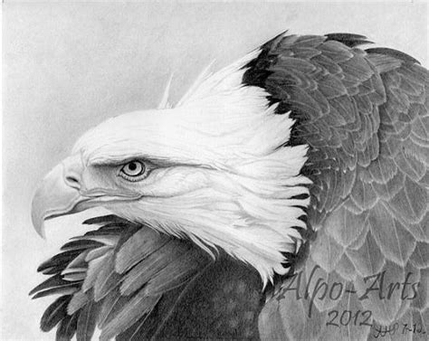 American Eagle Pencil Drawing