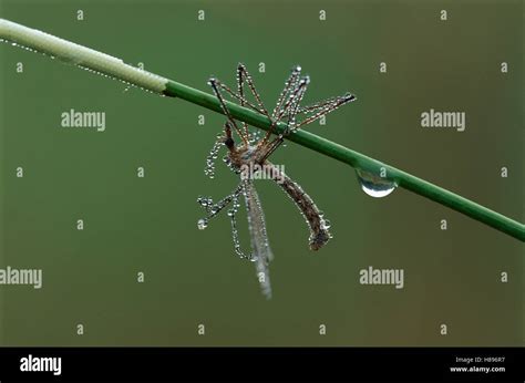 Giant Crane Fly Tipula Maxima Covered With Dew Switzerland Stock