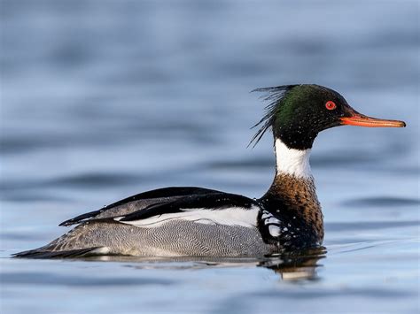 Red Breasted Merganser Ebird