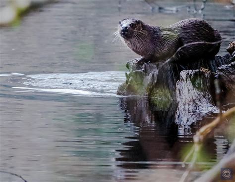 Otter Photograph By Anatole Beams Fine Art America