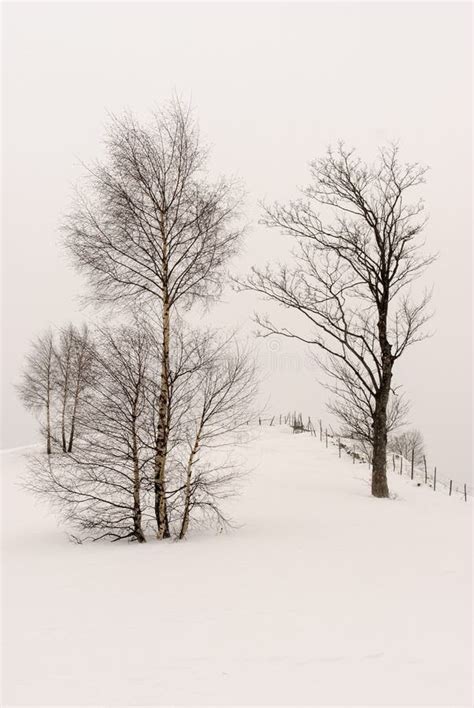 Birch tree in snow stock image. Image of mist, mountain - 48719921