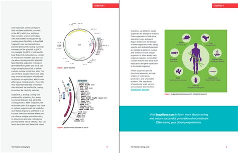 The Plasmid Cloning Cycle