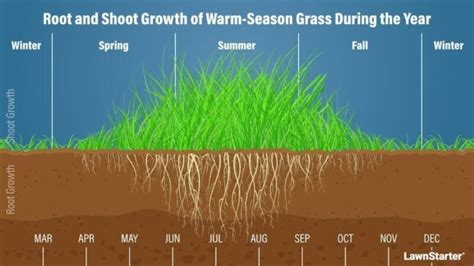 Guide To Growing Grass In The Transition Zone