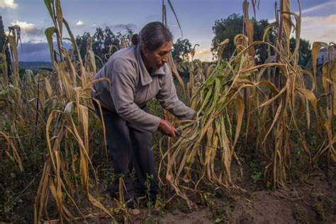 Programas Prioritarios De Agricultura Reconocen Y Estimulan La