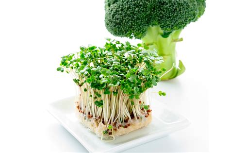 Green Power Surge The Surprising Hidden Health Benefits Of Broccoli Sprouts