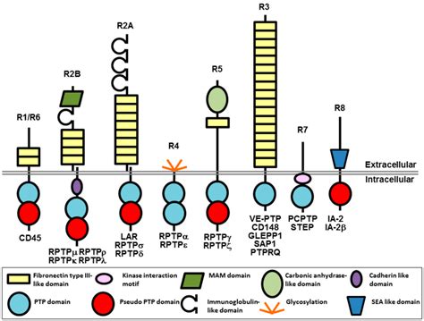 Schematic Representation Of Rptps Adapted By Permission From N K