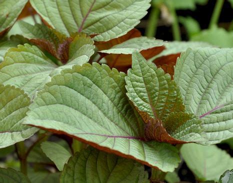 Perilla Shiso Archives Dave S Seed