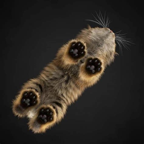 Cutest Kitten Paws