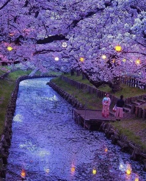 Saitama, Japan - Where's this purple beck with cherry blossoms ...