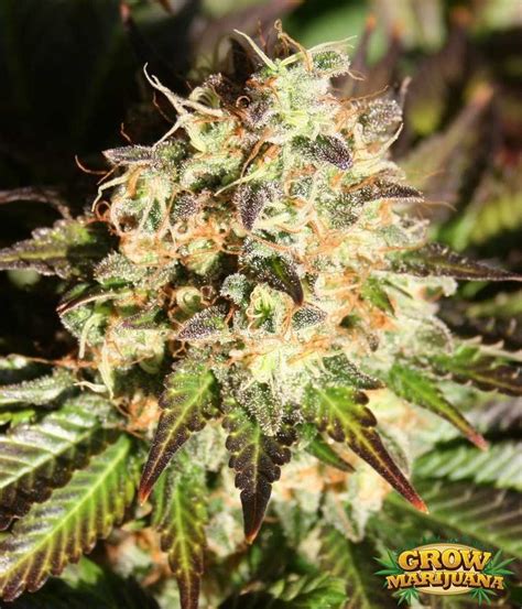 Shiva Marijuana Seeds - Strain Review | Grow-Marijuana.com