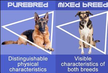 Purebred va Mixed Dog Breeds - Friends of the Dog