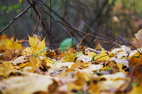 Wet Colorful Autumn Leaves Lie On The Ground In The Forest Autumn