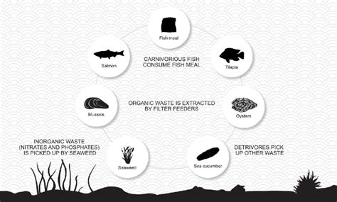 Integrated Marine Trophic Aquaculture Imta Infographic Morgan